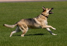 German Shepard - a warm blooded 
mammal